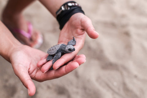 A person holding a baby turtle at a sustainable resort in Mexico 