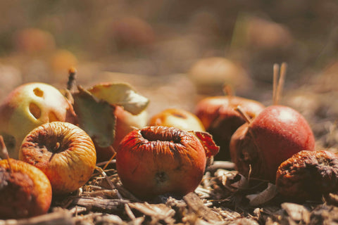 Rotten apples sitting on the ground